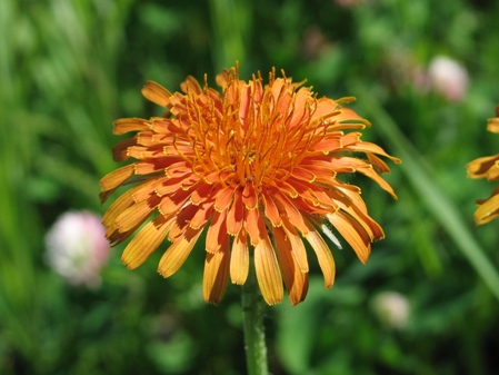 Burnt Orange Dandelion-84.JPG